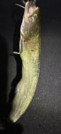ナマズの釣果