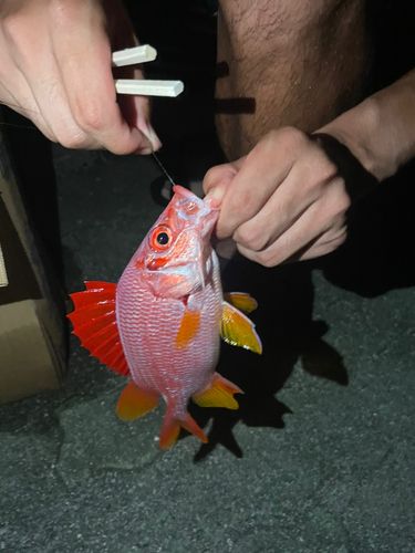 トガリエビスの釣果