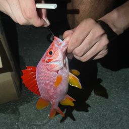 トガリエビス