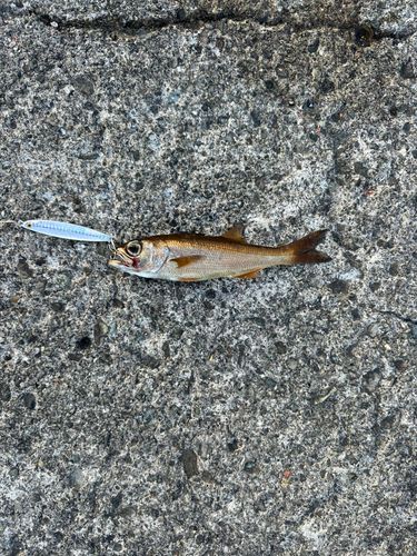 ムツの釣果