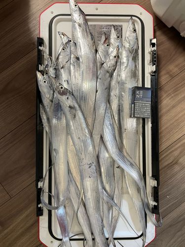 タチウオの釣果