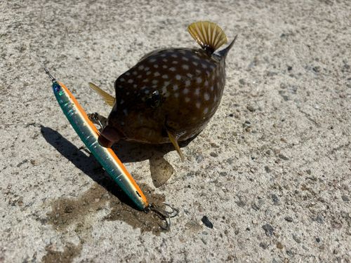 ハコフグの釣果