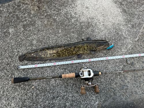 ナマズの釣果