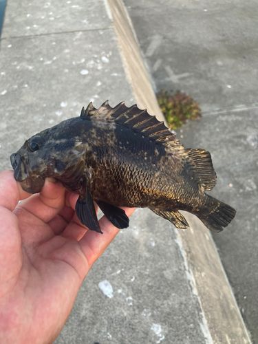 ムラソイの釣果