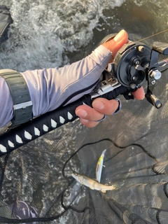 アユの釣果