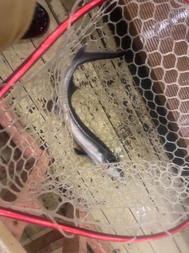 チョウザメの釣果