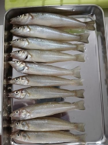 キスの釣果
