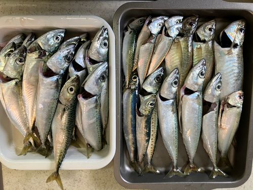 サバの釣果