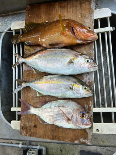 ネリゴの釣果