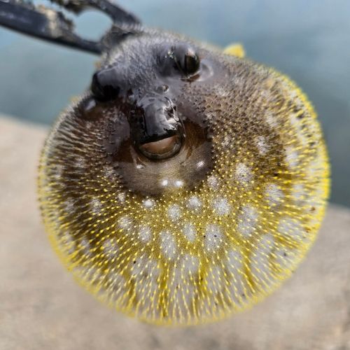 サザナミフグの釣果