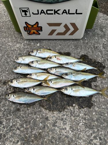 アジの釣果