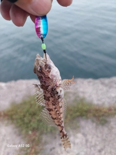 アナハゼの釣果