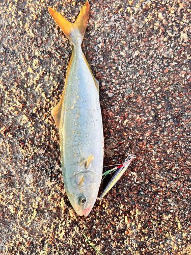ツバスの釣果