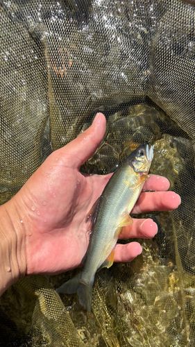 アユの釣果