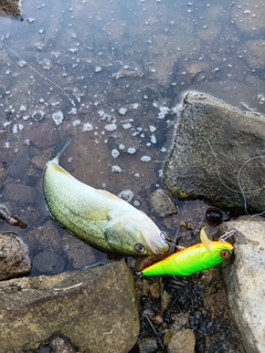 ブラックバスの釣果