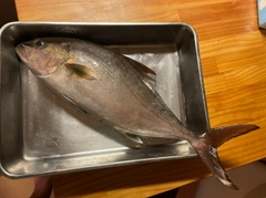 ショゴの釣果