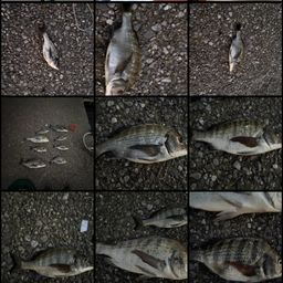 チヌ