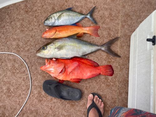ショゴの釣果