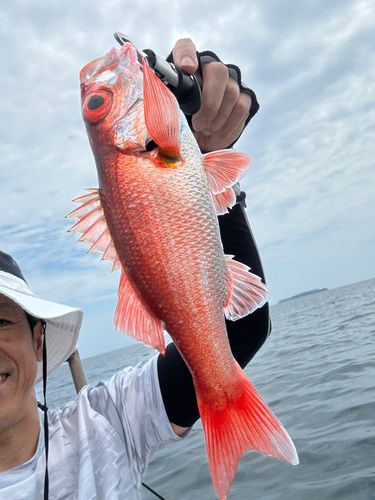 アカムツの釣果