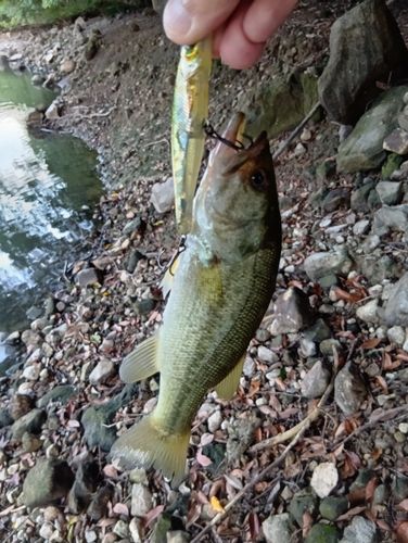 ブラックバスの釣果