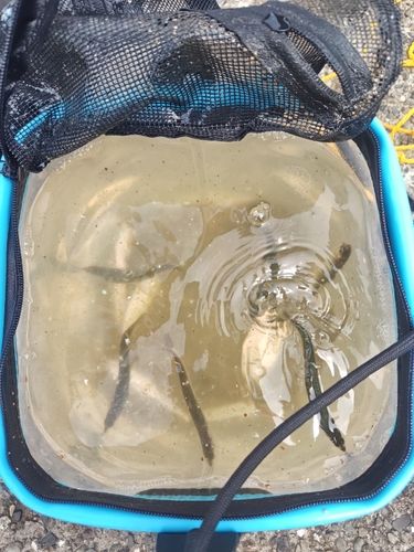 カタクチイワシの釣果