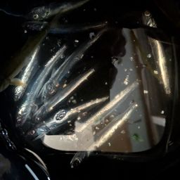 カタボシイワシ