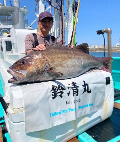 イシナギの釣果