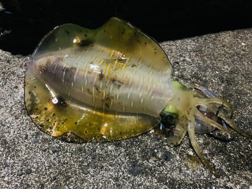 アオリイカの釣果
