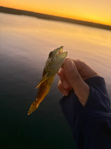 ハゼの釣果
