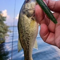 ラージマウスバス