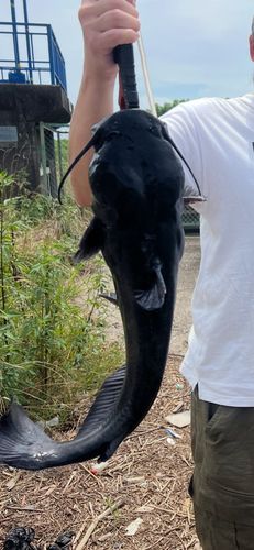 アメリカナマズの釣果