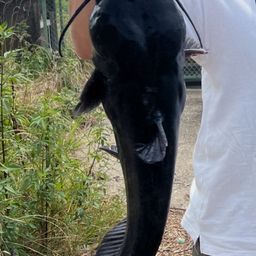 アメリカナマズ