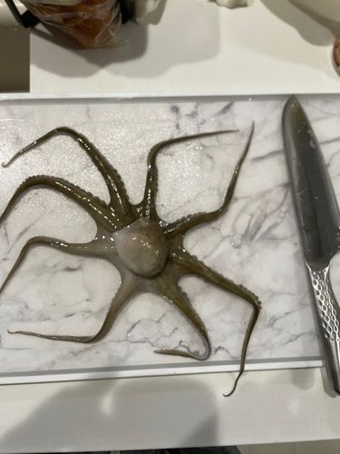 釣果