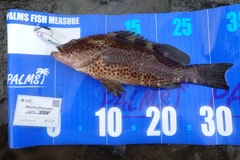 オオモンハタの釣果