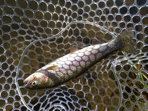 ニジマスの釣果