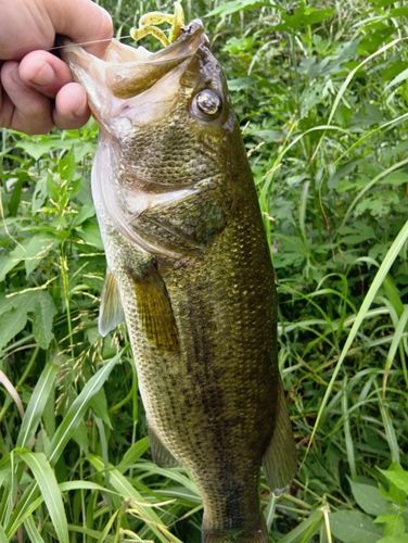 ラージマウスバスの釣果