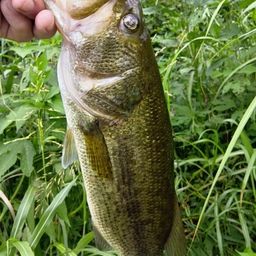 ラージマウスバス