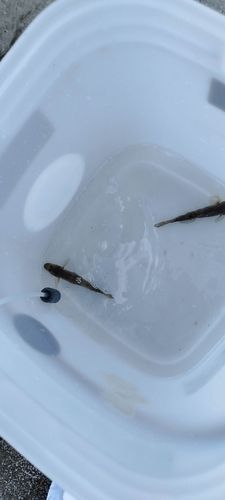 マハゼの釣果