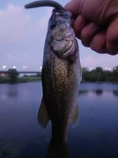 ラージマウスバスの釣果
