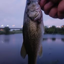 ラージマウスバス