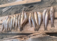 キスの釣果