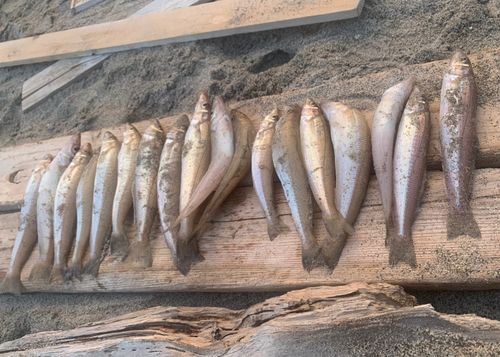 キスの釣果
