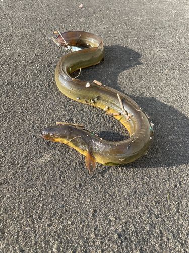 ウナギの釣果