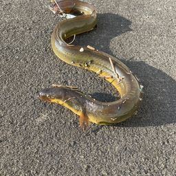 ウナギ