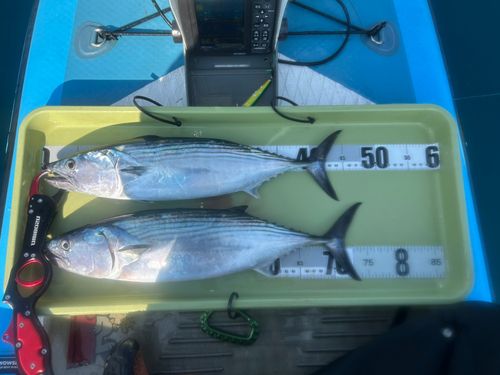 ハガツオの釣果