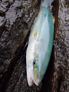 ワカシの釣果