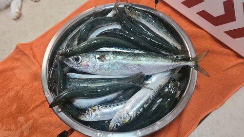 マイワシの釣果