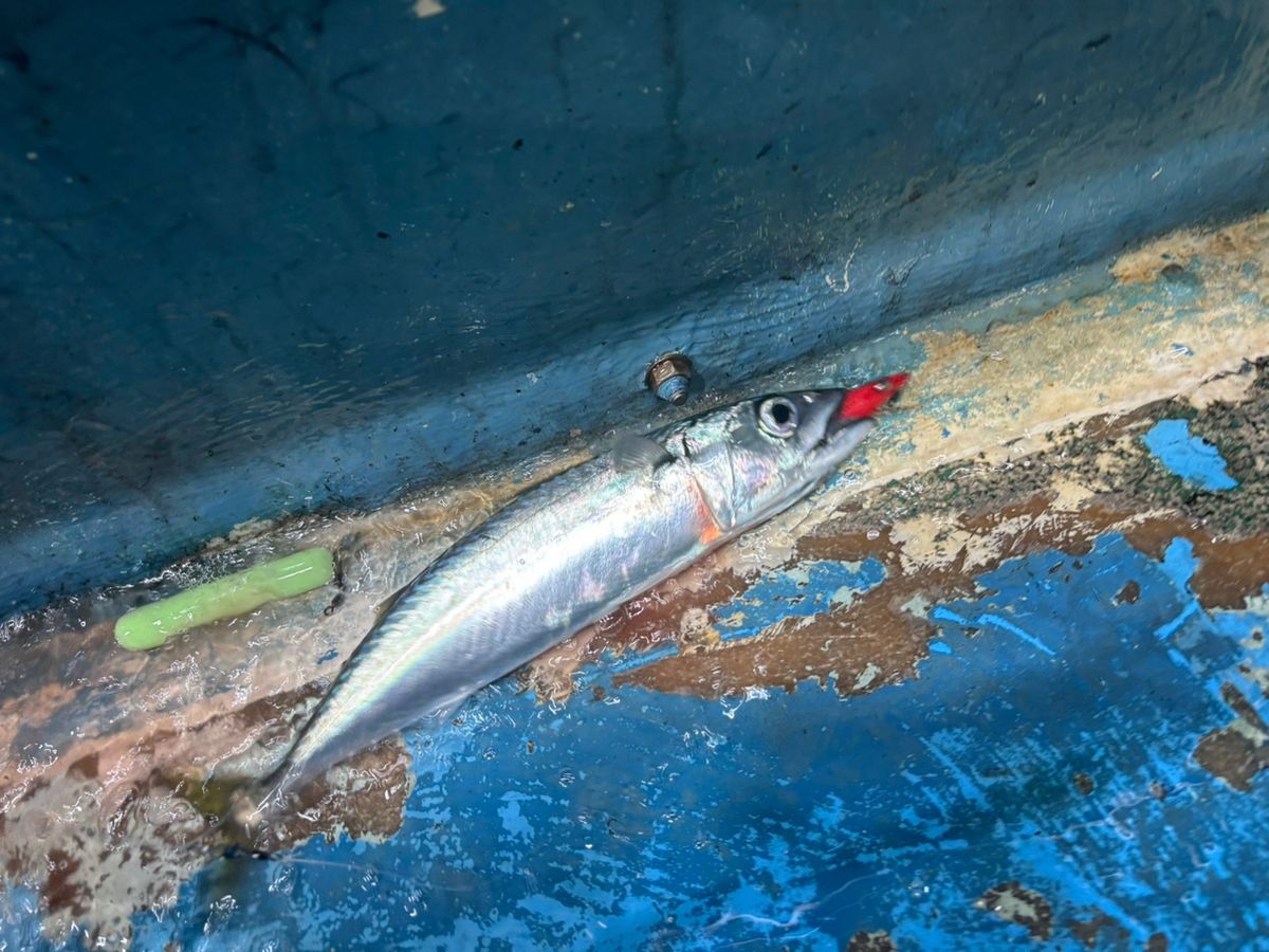 前チンさんの釣果 1枚目の画像