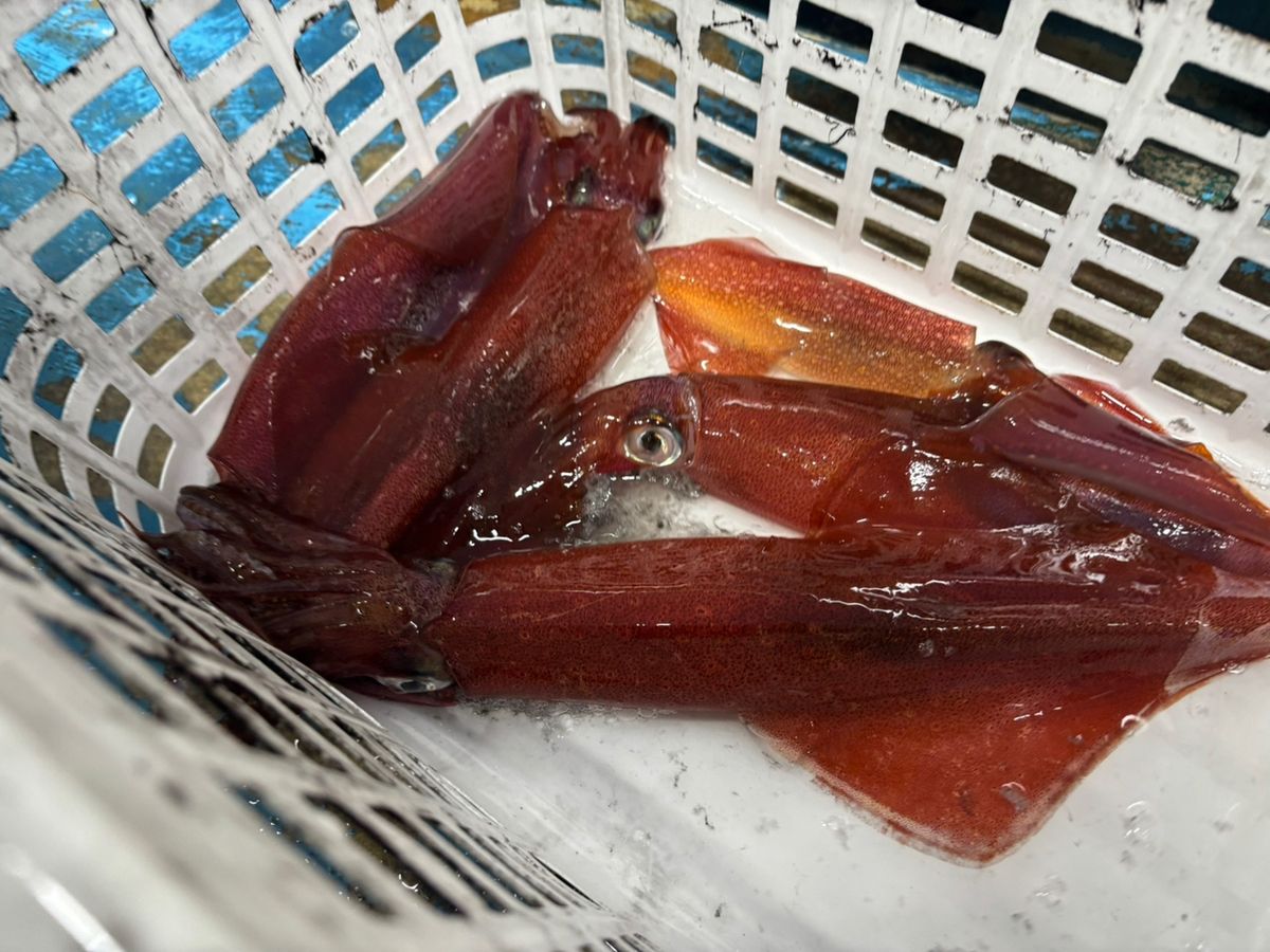 前チンさんの釣果 2枚目の画像