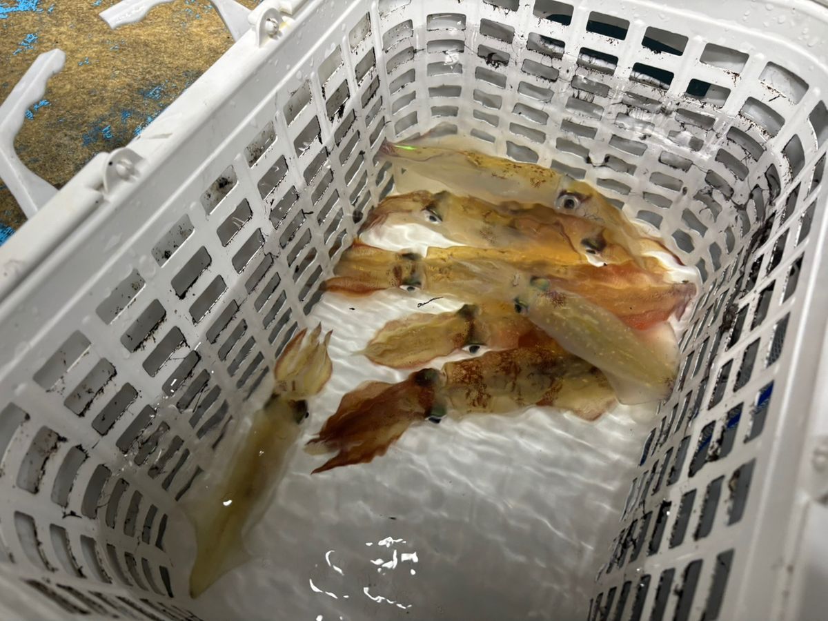 前チンさんの釣果 3枚目の画像